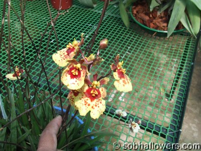 Equitant Oncidium